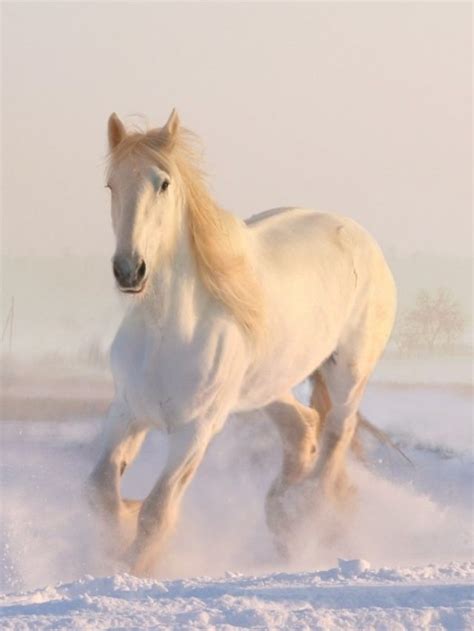 Top 5 White Horse Breeds - Best Horse Rider