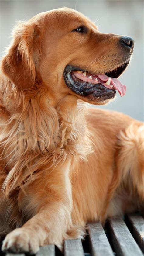 a golden retriever laying on top of a wooden bench with his tongue ...