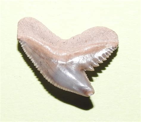 Tiger Shark Tooth Australia - Fossil ID - The Fossil Forum