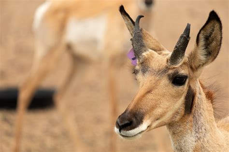 Sonoran pronghorn | FWS.gov