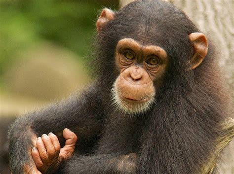 Great Apes May Use Their Own Experience to Guess What Others Will Do | Smithsonian