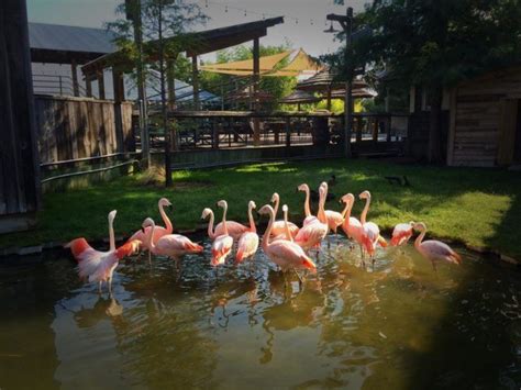 The Unusual Zoo In South Carolina That's Fun For The Whole Family | Myrtle beach zoo, Charleston ...