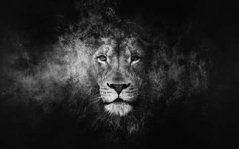 Black Lion Cool Wallpapers - Top Free Black Lion Cool Backgrounds - WallpaperAccess