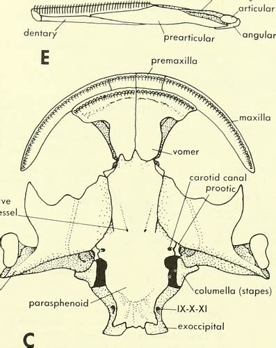 Image from page 98 of "Chordate morphology" (1962) | Flickr