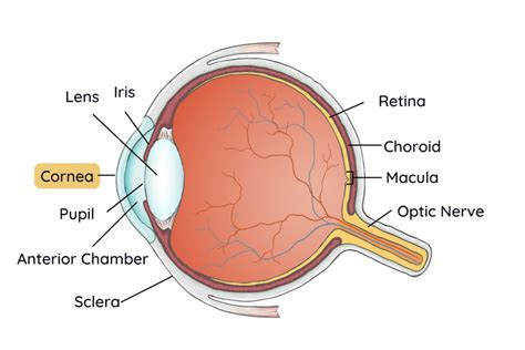 Cornea Surgery - Fry Eye Associates