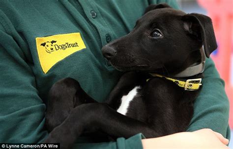 Four puppies at Dogs Trust Manchester named after Golden Globes nominees | Daily Mail Online