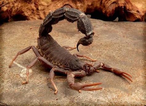 Predators and Preys | Venomous animals, Scorpion, Dangerous animals