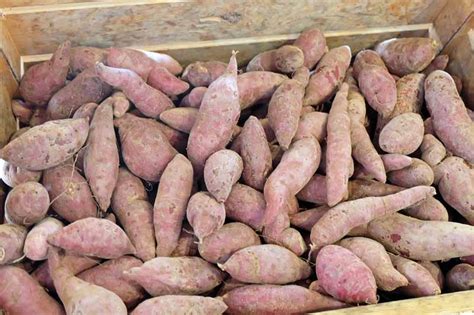 How to Harvest and Store Sweet Potatoes | Gardener's Path