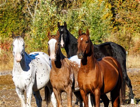 Beautiful Nez Perce Horses! in 2021 | Horses, Appaloosa horses, Horse ...