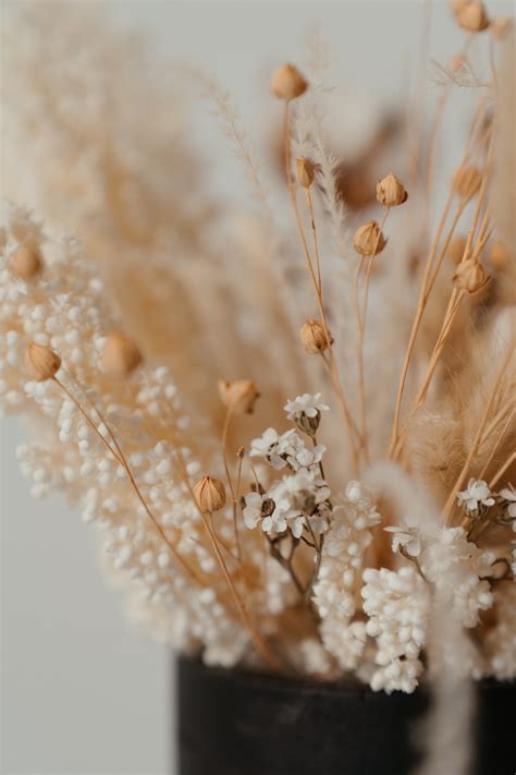 Dry Flowers Wallpapers - Wallpaper Cave