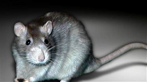 DC faces growing rat infestation problem due to trash increase from booming population | WJLA