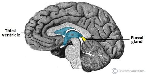 The Pineal Gland - Structure - Vasculature - TeachMeAnatomy