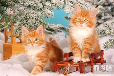 Maine Coon cat - two kittens in snow, Stock Photo, Picture And Rights Managed Image. Pic. SSJ ...