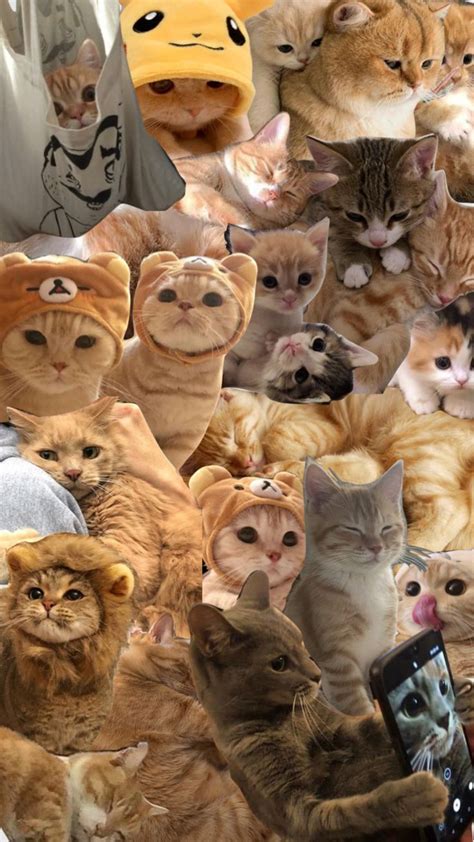 #myfirstshuffle | Cute cat wallpaper, Cute cats, Iphone wallpaper cat