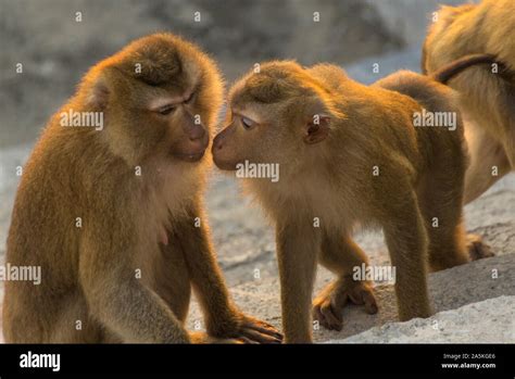 Funny Monkey Group Pics