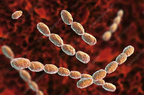 Haemophilus ducreyi bacteria, illustration - Stock Image - F022/4316 - Science Photo Library