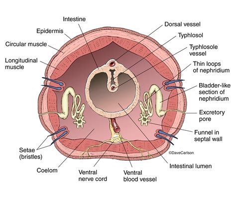 Earthworm Anatomy - Cross Section : : Carlson Stock Art