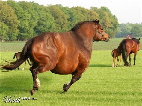 Weigh-In Wednesday #5: Fat Horse - Honeybear Lane