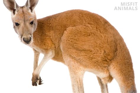 Kangaroo Paws & Claws: How They Use Them To Fight & More