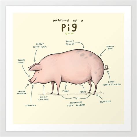 Anatomy of a Pig Art Print | Pig art, Anatomy, Pig