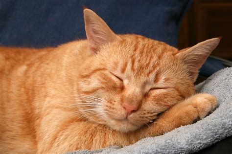 gatto tigrato rosso | Petpassion