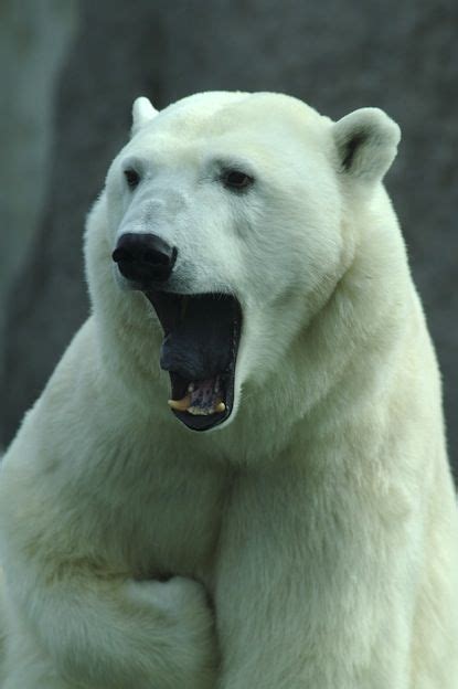 Polar bear anatomy facts Polar Bear Facts, Baby Polar Bears, Large Animals, Animals And Pets ...