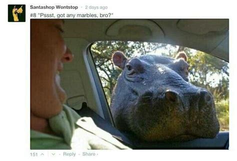 Hungry Hippo Funny Animal Memes, Funny Animal Pictures, Funny Animals, Funny Memes, Jokes ...