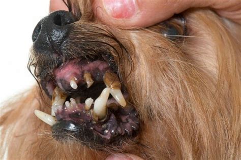 Older Dog Losing Teeth? What You Can Do About Tooth Loss - Dr. Buzby's ToeGrips for Dogs