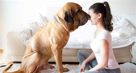 Big Dog Names – 450 Huge Ideas For Male and Female Large Dog Breeds