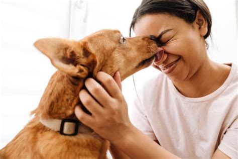 Understanding Your Dog’s Body Language - Petsyclopedia News