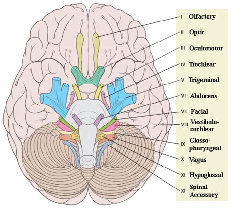 Cranial Nerve Anatomy and Nuclei | Nerve anatomy, Cranial nerves ...