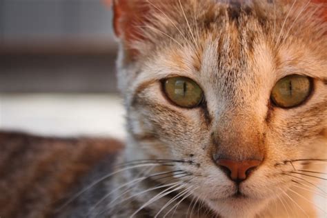 What Is Cat Eye Discharge? Eye Boogers Facts & FAQ | Pet Keen