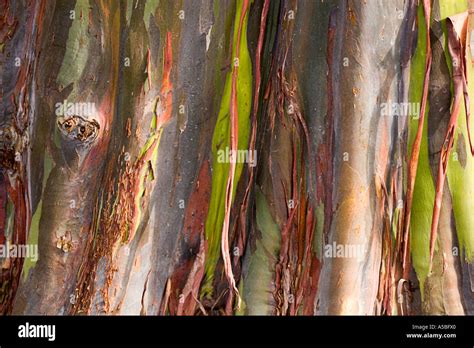 Bark of eucalyptus deglupta rainbow eucalyptus Stock Photo - Alamy