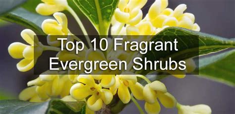 Top 10 Fragrant Evergreen Shrubs | BuyEvergreenShrubs.com