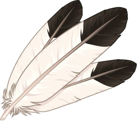 A collection of eagle feathers | Feather clip art, Feather illustration ...