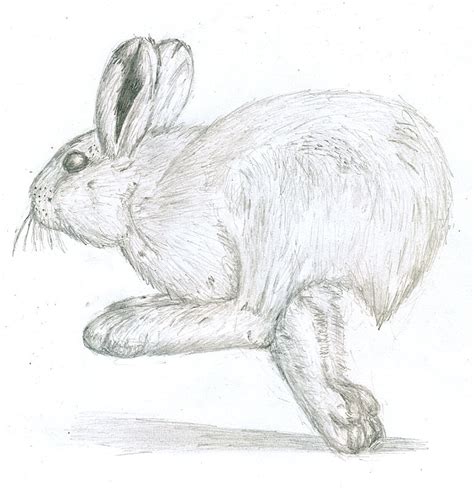 Running Rabbit Drawing at PaintingValley.com | Explore collection of Running Rabbit Drawing