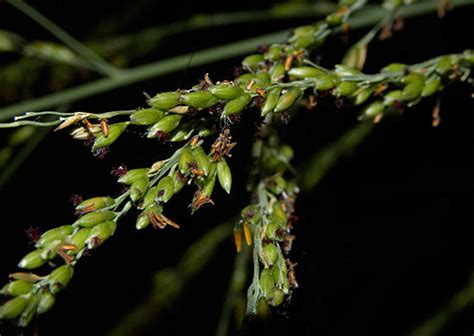 Guinea Grass - Grass - Africa...