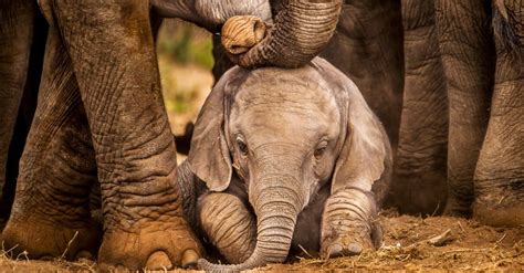 What's a Baby Elephant Called & 9 More Amazing Facts! - A-Z Animals