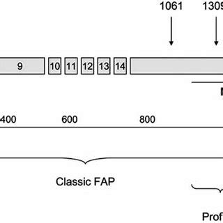 Schematic representation of the APC gene, consisting of 15 exons and... | Download Scientific ...