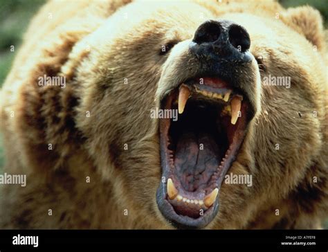 Growling grizzly bear Stock Photo: 524024 - Alamy