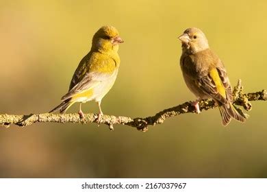 Male Female European Greenfinch First Light Stock Photo 2167037967 ...