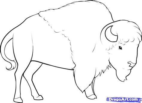 American Bison Drawing