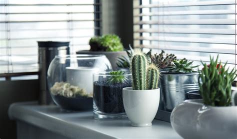 Pots Plants Cactus · Free photo on Pixabay
