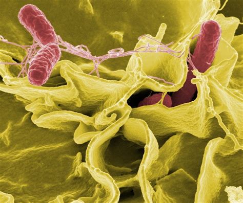 Free photo: Salmonella, Bacteria, Macro - Free Image on Pixabay - 549608