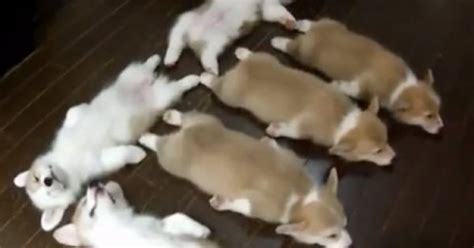 Corgi Puppies Stampede, Sleep, Play And Are Generally Super Cute (VIDEO)