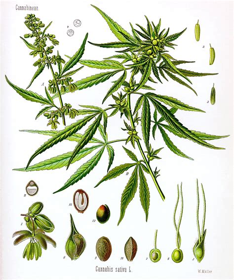 File:Cannabis sativa Koehler drawing.jpg - Wikimedia Commons