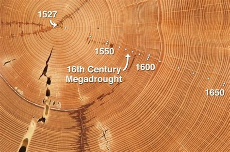 Bristlecone Pine Tree Rings