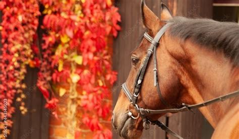 Decorating Your Horse Stable For Fall - Stablebuzz