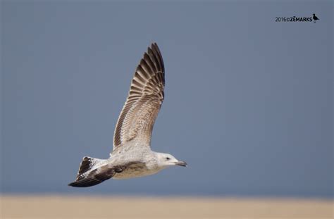 Seabirds Portugal: Larus cachinnans (1st. winter)