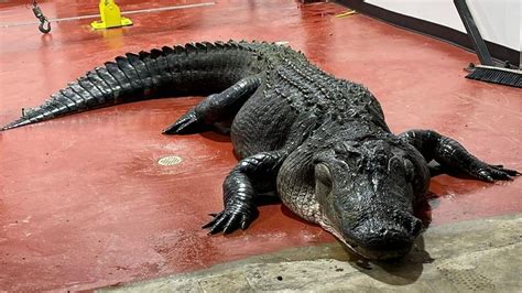 Alligator hunters bring in 13-ft, 825-pound alligator out of Lake Marion